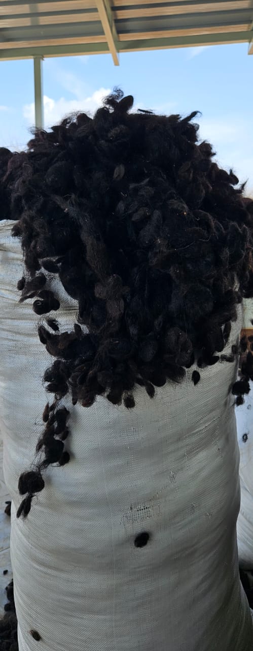  Goli Hair